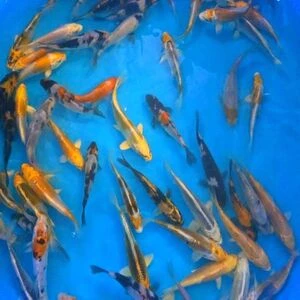 7-10cm (3-4 inch) Pre-Quarantined Koi - Box of 75