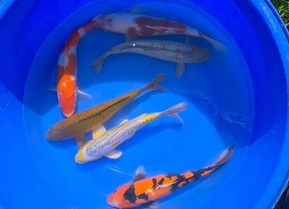 SPECIAL OFFER 40-45cm Nisai - Box of 3