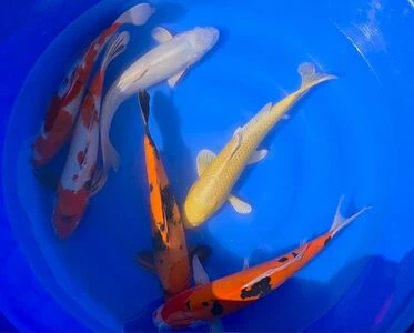 SPECIAL OFFER 40-45cm Nisai - Box of 3