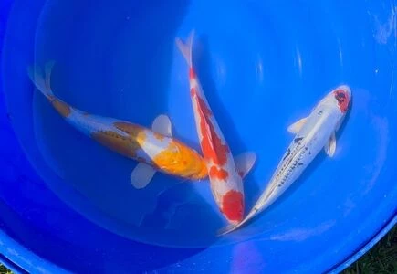 SPECIAL OFFER 40-45cm Nisai - Box of 3