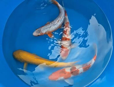 SPECIAL OFFER 40-45cm Nisai - Box of 3