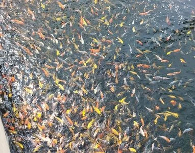 10-12cm (4-5 inch) Pre-Quarantined Koi - Box of 60