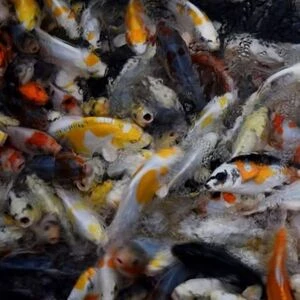 25-30cm (10-12 inch) Pre-quarantined Mixed Koi - Box of 10