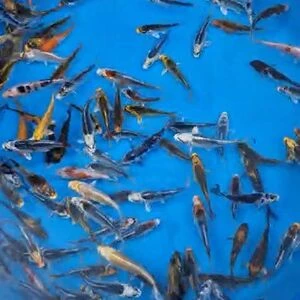 7-10cm (3-4 inch) Mixed Koi - Box of 75