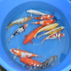 50-55cm (20-22 inch) Selected Koi - Box of 2