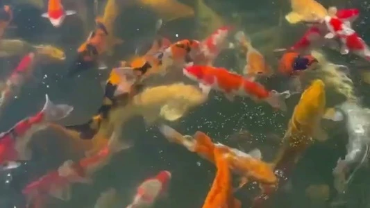 50-55cm (20-22 inch) Koi Mix - Box of 2 - 1