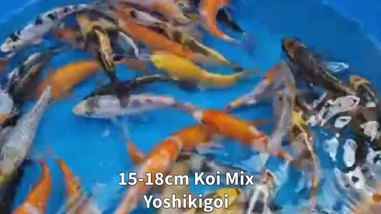 10-12cm (4-5 inch) Mixed Koi - Box of 60 - 2