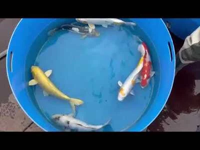 45-50cm (18-20 inch) Koi Mix - Box of 2 - 1