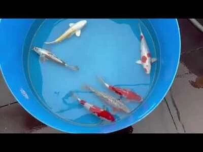 40-45cm (16-18 inch) Koi Mix - Box of 3 - 1