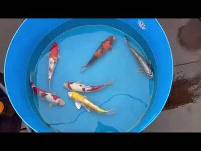 40-45cm (16-18 inch) Koi Mix - Box of 3 - 1
