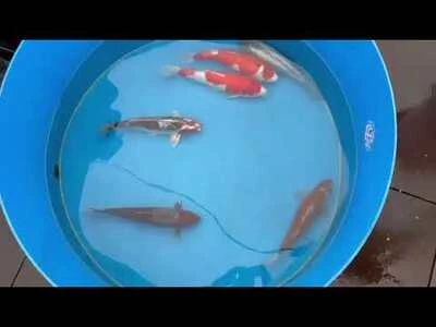 45-50cm (18-20 inch) Koi Mix - Box of 2 - 1