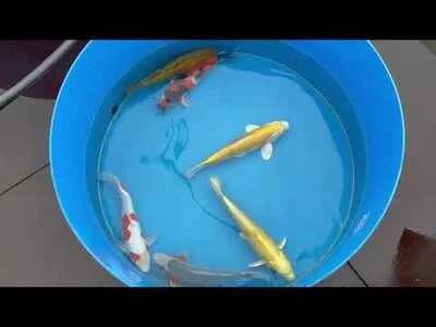 40-45cm (16-18 inch) Koi Mix - Box of 3 - 1