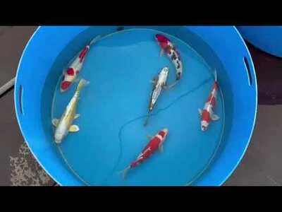30-35cm (12-14 inch) Koi Mix - Box of 7 - 1