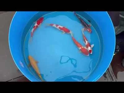 30-35cm (12-14 inch) Koi Mix - Box of 7 - 1