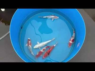 30-35cm (12-14 inch) Koi Mix - Box of 7 - 1