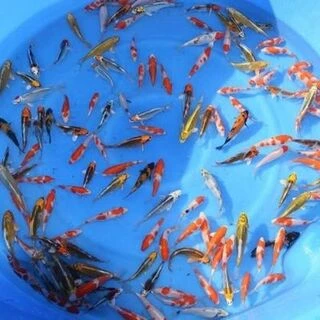 10-12cm (4-5 inch) Selected Pre-Quarantined Koi - Box of 60