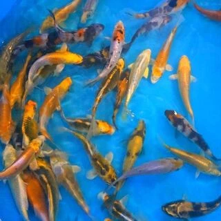 12-15cm (5-6 inch) Pre-quarantined Mixed Koi - Box of 45