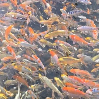 25-30cm (10-12 inch) Pre-quarantined Mixed Koi - Box of 10