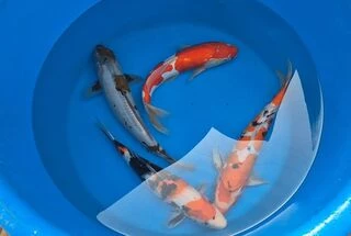 SPECIAL OFFER 40-45cm Nisai - Box of 3