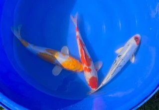 SPECIAL OFFER 40-45cm Nisai - Box of 3