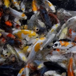 18-20cm (7-8 inch) Mixed Koi - Box of 20