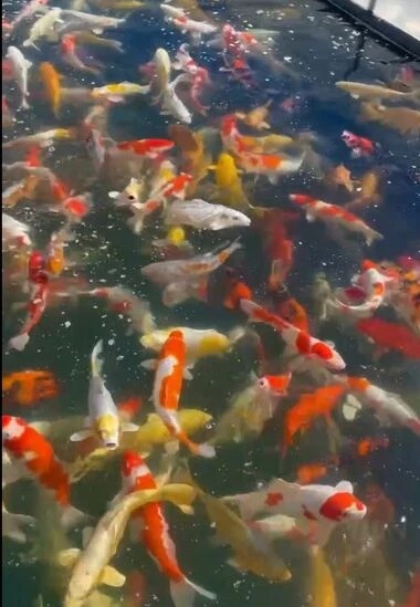 The Bloodlines that are used on Yoshikigoi Koi Farm