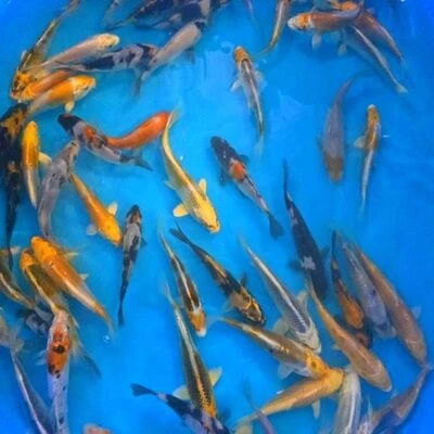 12-15cm (5-6 inch) Mixed Koi - Box of 45