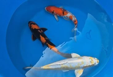 SPECIAL OFFER 40-45cm Nisai - Box of 3