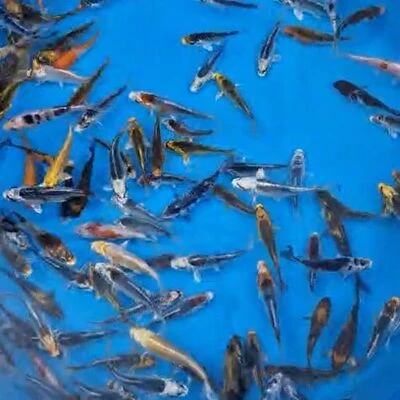 7-10cm (3-4 inch) Mixed Koi - Box of 75