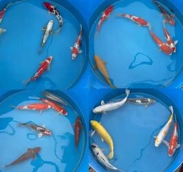 45-50cm (18-20 inch) Selected Koi - Box of 2